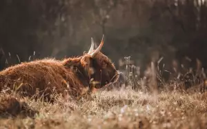 Jak Založit Ičo